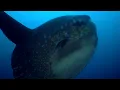Download Lagu Rare Footage of Ocean Sunfish Getting Cleaned | BBC Earth