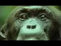 Chimpanzees Team Up to Attack a Monkey in the Wild BBC Studios
