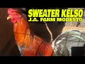 Beautiful Sweater Kelso J A FARM MODESTO - Farm Visit