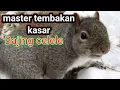Download Lagu masteran kasar tembakan bajing celele