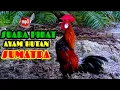 Download Lagu Mp3 SUARA PIKAT AYAM HUTAN JANTAN
