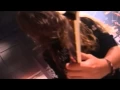 Download Lagu Sepultura - Mass Hypnosis [Under Siege Live In Barcelona 1991]