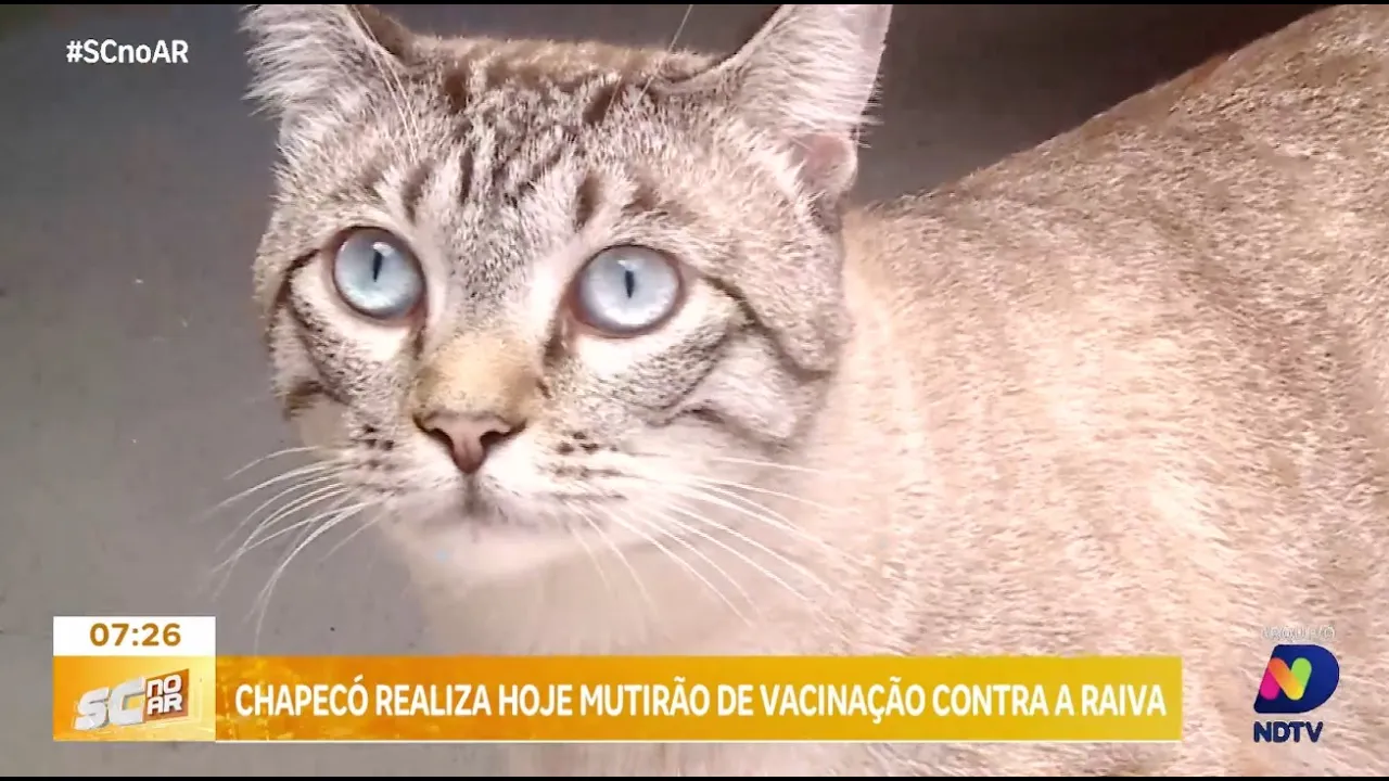 Chapecó em alerta: município realiza mutirão de vacinação contra a raiva em pets nesta quarta-feira