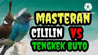 masteran cililin vs tengkek buto