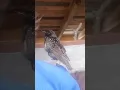Download Lagu Burung Jalak yang Bisa Berbicara