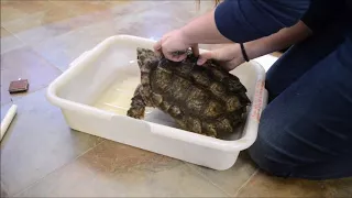 Snapping turtle bite pressure