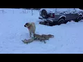 PuppyFinder com Parents and puppies