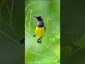 Download Lagu Mirip Kolibri, Tapi Bukan! Inilah Burung Sogok Ontong. #sogokotong #burung #burungsogokontong