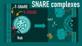 SNARE Proteins Explained: Step-by-Step Mechanism of Membrane Fusion |  Mechanism of Vesicle Docking