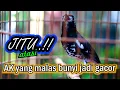 Download Lagu Pancingan Jitu🔥❗️Anis Kembang Macet Malas Bunyi cepat Emosi Buka Suara