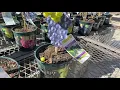 NEW FINDS LOWES HAS GRAPES-BLUEBERRIES-RASPBERRIES STRAWBERRIES 12 98