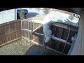 Prevent Great Pyrenees Fence Jump