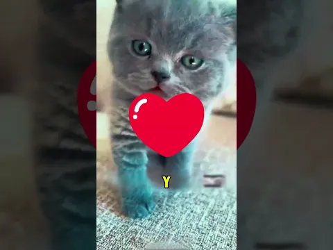 🌀 Animales Con Las Caras Más Extrañas 😵💫👀