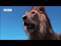 Hyena Attacks Lion & Pays the Price!
