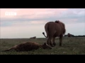 Download Lagu Hyena Attacks Lion \u0026 Pays the Price!
