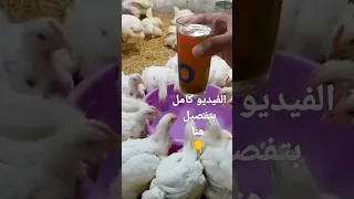 علاج نقص الوزن والخمول والكشة فى كوب واحد فقط الفراخ البيضة 