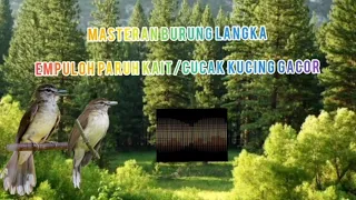 burung langka empuloh paruh kait gacor masteran mp3 audio