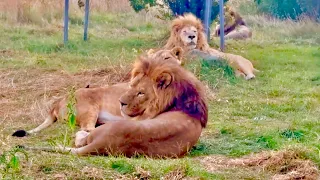 Сыновья легендарного Чука превзошли его в объеме, но не по высоте