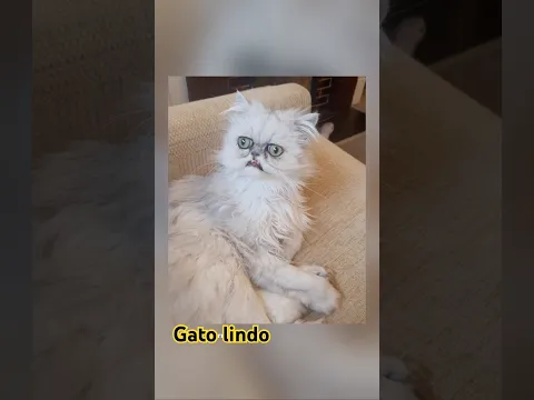 Gato lindo #cute #cat #cutecat #funny #animals #shorts