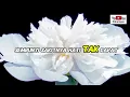 Download Lagu Elvy Sukaesih Bosan Mengalah Lirik Original