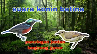 Download SUARA KOLIBRI NINJA BETINA || PANCINGAN KOLIBRI NINJA MEMANGGIL JANTAN MP3