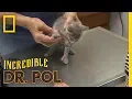 This Kitten Has Mittens The Incredible Dr Pol