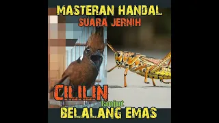Download CILILIN jernih lanjut BELALANG EMAS#masterancililin#cililin#cililingacor @DEWAELECTONE MP3