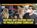 Download Lagu HUNTING BAYI BURUNG HANTU DI PASAR HEWAN TERBESAR BANDUNG! MASIH KECIL TAPI MENGERIKAN! KANGEN OWIE!
