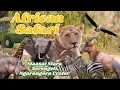 Download Lagu African Safari 2025 4K