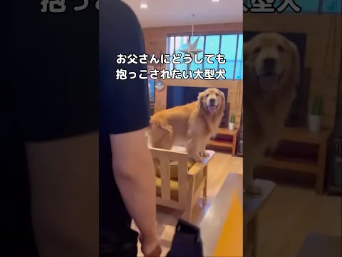 抱っこして欲しいゴールデンレトリバーの要望にできる限り応えたい #ゴールデンレトリバー #大型犬 #shorts