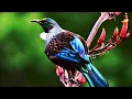 10 Amazing Birds That Can Be Found In New Zealand Only Mp3 Song Download