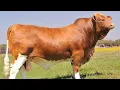 Santa Gertrudis vs Beefmaster Which Cattle Breed Delivers Better Profits