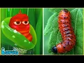 Lagu LARVA - ĐỎ NGOÀI ĐỜI THỰC 🚨 ẤU TRÙNG TINH NGHỊCH 🥗 NHỮNG CHÚ SÂU VUI NHỘN | PHIM HOẠT HÌNH HAY NHẤT