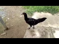Download Lagu Them em GA mai giap TUZO moi tuyen anh em xem vui nha