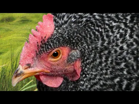 Download MP3 Chicken hen call sounds | Audio