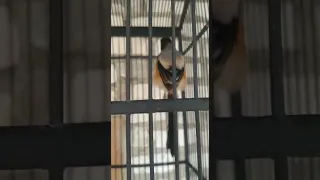 cendet paud suara gereja caw caw cocok masih paud sudah masuk materinya sultanakbar