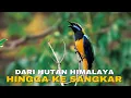 Lagu Cucak Cungkok: Dari Hutan Himalaya hingga ke Sangkar Kicaumania 