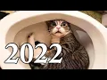 Smieszne koty 2022
