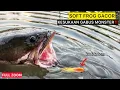 Lagu SOFT FROG CASTING IKAN GABUS TERBAIK‼️UMPAN  LEWAT LANGSUNG STRIKE