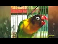 Download Lagu Lovebird Konslet Mangap.. Ngekeknya Bolehlah Buat Masteran.. Terbaik.!!!