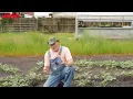 These Little Tricks Will Make Your Watermelons Very Happy