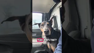 Who’s that pretty girl !? #fypシ #dream #pets #doberman #fyp