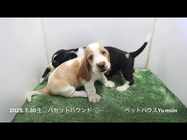 動画