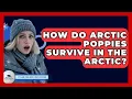 How Do Arctic Poppies Survive In The Arctic - Polar Regions Uncovered