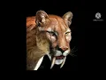 Lagu Smilodon (Sabre tooth tiger) sounds
