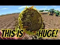 Download Lagu Rolling Potatoes… and I Found THIS in the Field!
