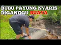 Download Lagu Pasang bubu payung di sarang buaya