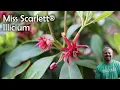 Miss Scarlett Illicium
