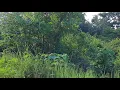 Download Lagu Suara Merdu Kicauan Burung Rawa Di Pagi Hari