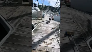 Her recall needs work in high distraction environments ! #fyp #pets #dream #doberman #boat